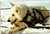 Postcard Alaskan Sled Dog