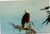 Postcard American Bald Eagle at George Inlet near Ketchikan Alaska
