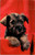 schnauzer puppy