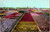 The Dutch bulbfields