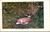 Solid Comfort - deer Gardiner Mont