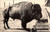 Meal Time for giant Buffalo Bull - K Buffalo Ranch Afton Oklahoma