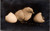 Baby chick between eggshells