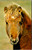 Close-up of Shetland Pony portrait
