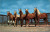 Palomino Beauty Parade