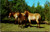 Przewalski Horses at Catskill Game Farm