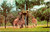 Giraffes feeding at Busch Gardens