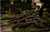 Feeding Time at the California Alligator Farm