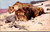 Lion and Lioness in sandy rocks