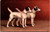 Two smooth fox terriers