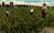 A Fine Crop - Gatherine Pineapples on Plantation