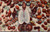 Seashells Florida found along the Gulf of Mexico (43-057)