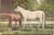 White horse and brown foal by fence