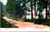 Undivided back postcard showing Pine Grove Drive beside Canadaraga Lake near Richfield Springs New York with trees and dirt road.