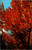 Vintage postcard of bright red autumn foliage in the Adirondacks at Blue Mountain Lake New York