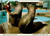 elephant seals with trainer marineland niagara falls vintage postcard