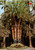 Vintage postcard of Elche Spain showing Huerto del Cura Palmera Imperial palm tree