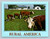 vintage rural america hereford cattle grazing farm postcard