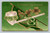 Antique St Patricks Day postcard with Irish pipe shamrocks and harp flag design