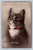 cat in black and white with painted red collar