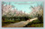 Grand Valley Colorado apple blossoms orchard antique postcard