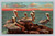 Florida Pelicans at Rest vintage postcard by Genuine Curteich-Chicago