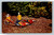 The race is on at the Parrot Jungle Miami vintage postcard