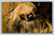 Hoffman's Sloth at Lincoln Park Zoo Chicago Curteichcolor Postcard
