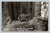The Sacred Tree Redwoods Cathedral Tree Trees of Mystery Redwood Highway postcard