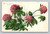 Tour Leaved Lover Be Mine California Flowers postcard by A. Jaeger