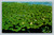 Lotus water lilies on lakes and ponds in La Crosse Wisconsin