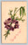 Forget-me-not flower antique postcard