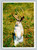 Western Jackalope at Wall Drug in Wall South Dakota postcard by Elite Prints