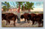 Buffaloes in Lincoln Park Zoo Chicago postcard by Max Rigot