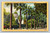 View of the State Capitol through the palms on L Street Sacramento California postcard