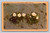 California desert primrose flower postcard by Longshaw Card Co., Los Angeles