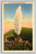 Yucca Palm or Spanish Dagger plant postcard from Los Angeles