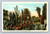 The Cactus Garden at the State Capitol Phoenix Arizona postcard