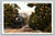 Traveling through orange groves in California postcard