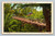 Rustic bridge over Palm Canyon in Balboa Park San Diego