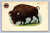Buffalo New York city scene postcard with one cent stamp and May 17 postmark