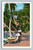 Distinctive transportation on tropical trails in Palm Beach Florida postcard