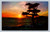 Sunset tree natural color postcard from Berkeley California