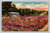 Highway scene with beds of roses in Tyler Texas postcard