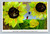 Catch the Wind original painting by wish kid Shelby Johnson