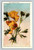 California Poppy flower postcard from Los Angeles by M. Kashower Co.