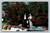 The Poinsettia California's flower postcard by Neurnan Company