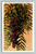 California Pepper Tree Blossoms and Berries postcard by M. Kashower Co.
