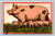 Unknown Boston postcard with text wish thise were ours
