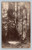 Muir Woods National Monument postcard